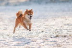 Un Shiba Inu qui court dans la neige