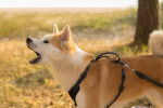 Un Shiba Inu en train d'aboyer 