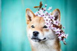 Photo Shiba Inu