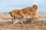 Photo Shiba Inu
