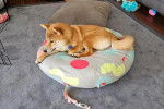 Un Shiba Inu allong&eacute; sur un lit pour chien et portant un collier autour du cou