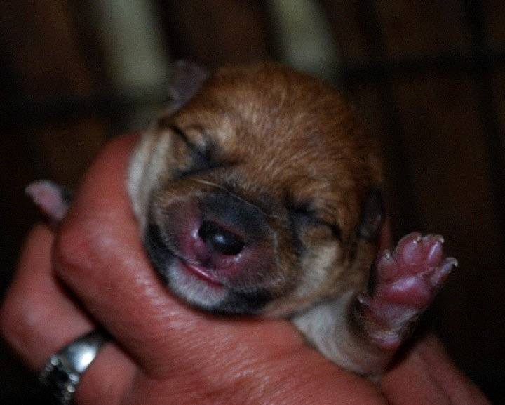 faline - Shiba Inu (1 an)