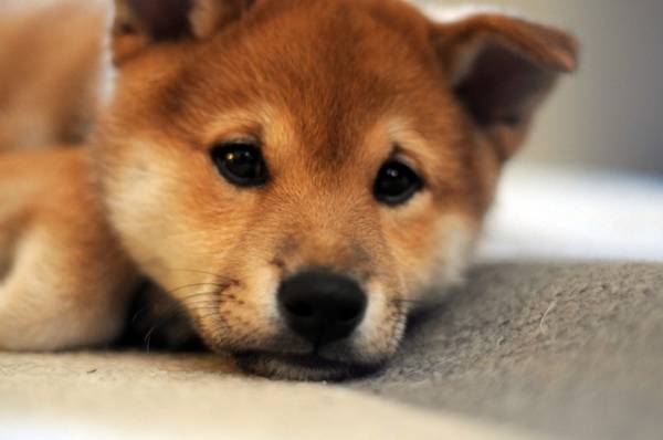 Shiba - Shiba Inu Mâle (3 mois)