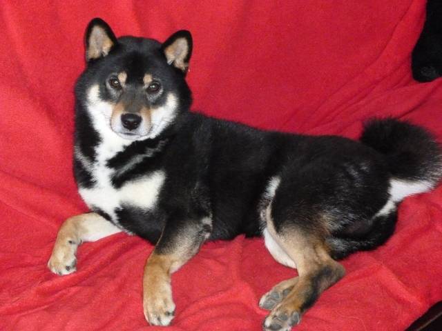 Yuki - Shiba Inu Mâle (2 ans)