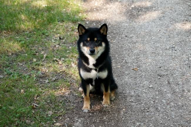 Yuki - Shiba Inu Mâle (2 ans)