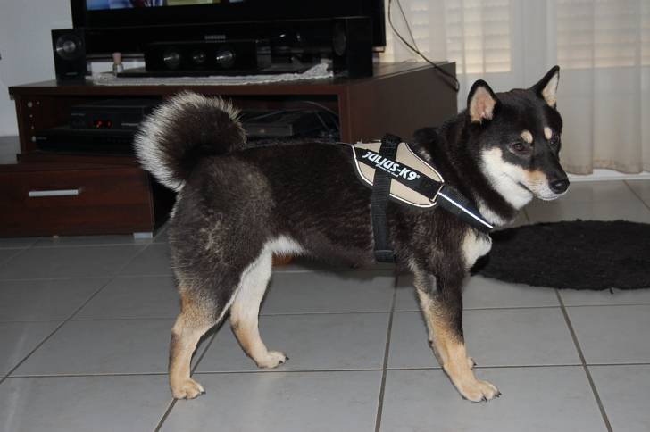 Guess - Shiba Inu (1 an)