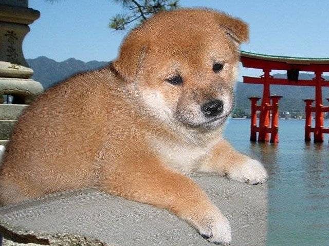 Shiba From Hillock Snowy - Shiba Inu