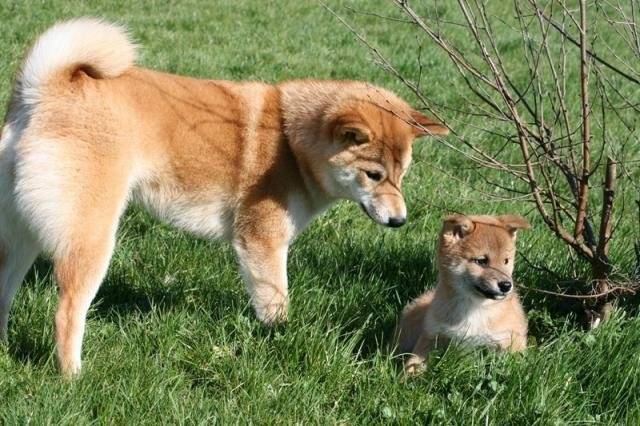 Shiba From Hillock Snowy - Shiba Inu