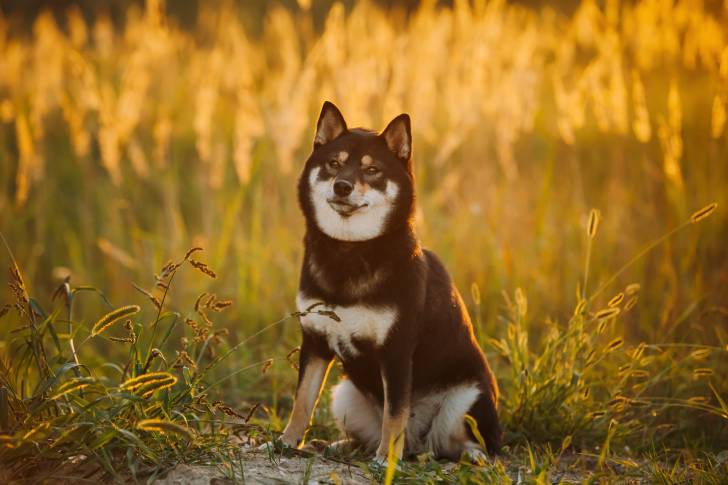 Un Shiba Inu noir et feu assis dans la nature