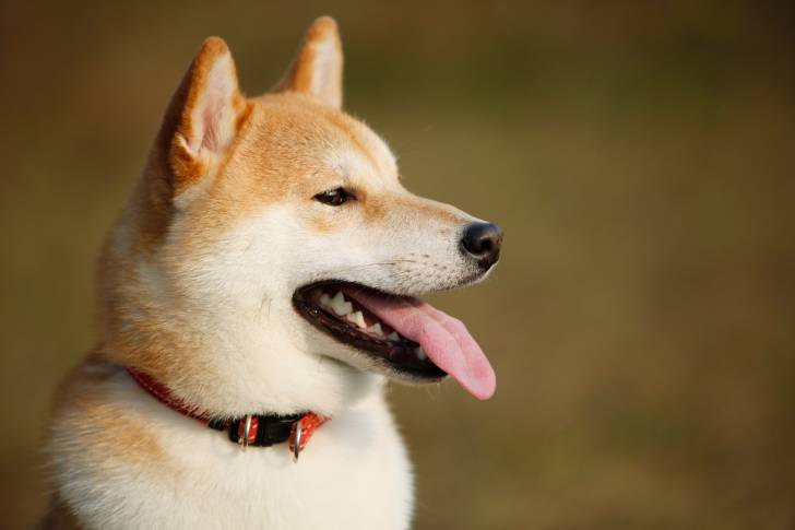 Un Shiba Inu pris en photo de près et de profil