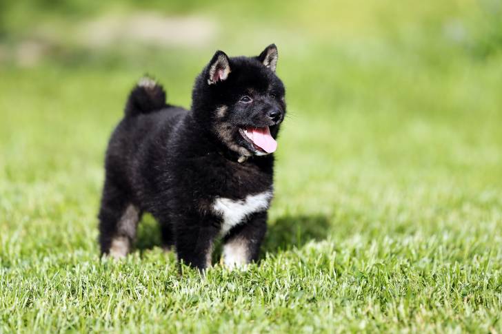 Photo Shiba Inu