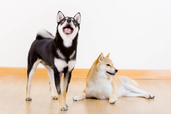 Un Shiba Inu sésame et un Shiba Inu noir et feu pris en photo ensemble