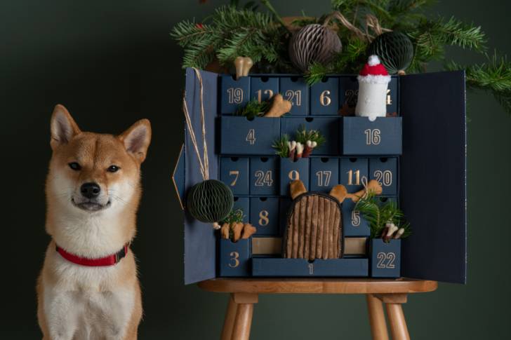 Un Shiba Inu qui se tient près d'un calendrier de l'avant
