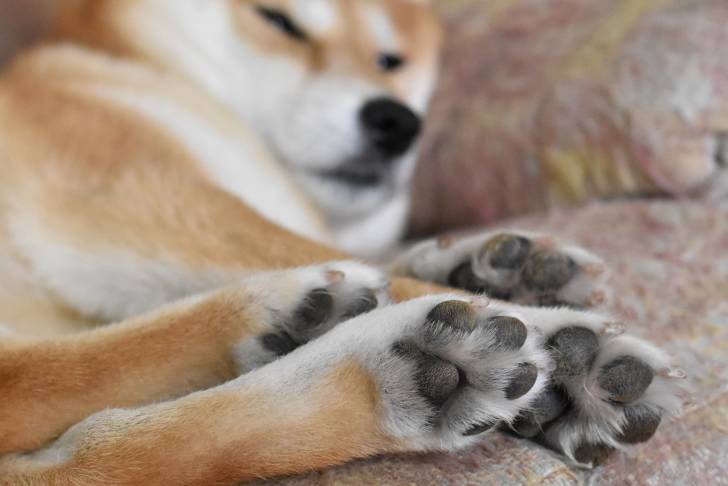 Un Shiba Inu dort dans son panier