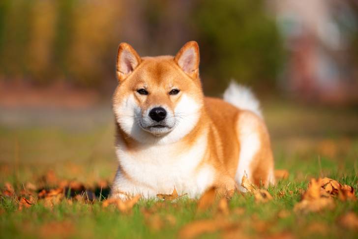 Un Shiba Inu roux et blanc allongé dans l'herbe