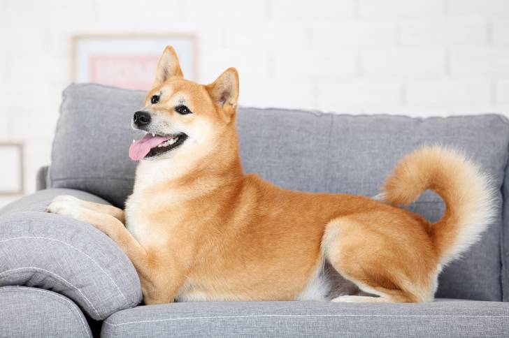 Un Shiba Inu allongé sur un canapé gros