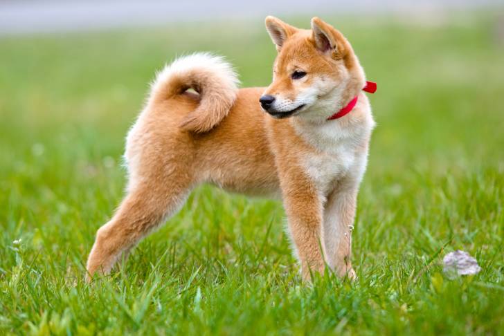 Un jeune Shiba Inu debout dans l'herbe