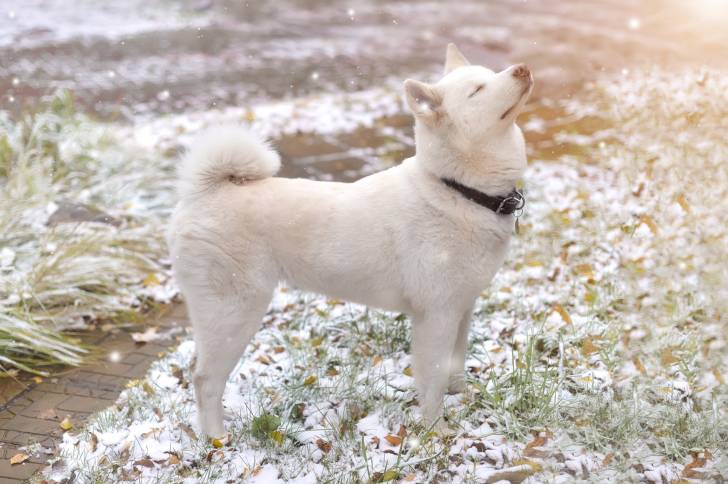 Photo Shiba Inu