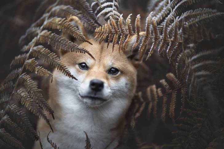 Un Shiba Inu caché derrière des feuillages