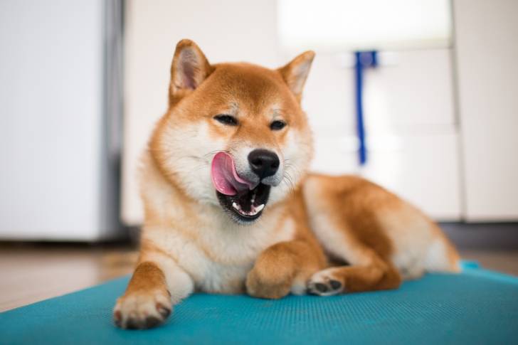 Un Shiba Inu qui se lèche  les babines