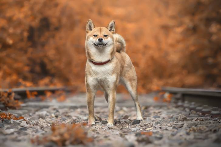 Un Shiba Inu pris en photo sur une voie ferrée 