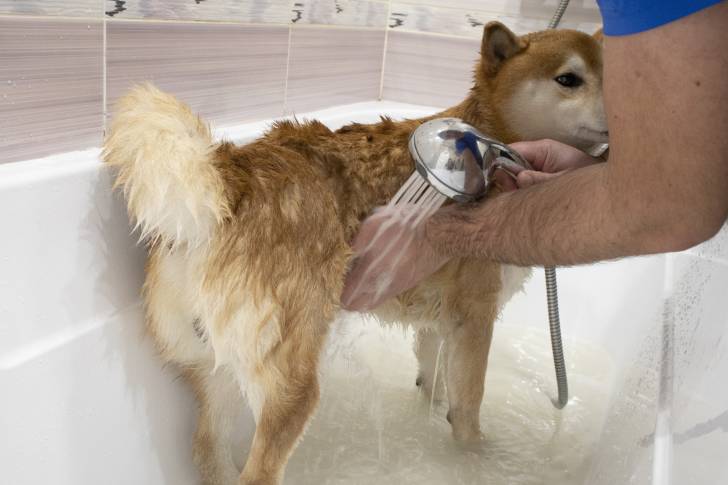 Un Shiba Inu qui prend un bain
