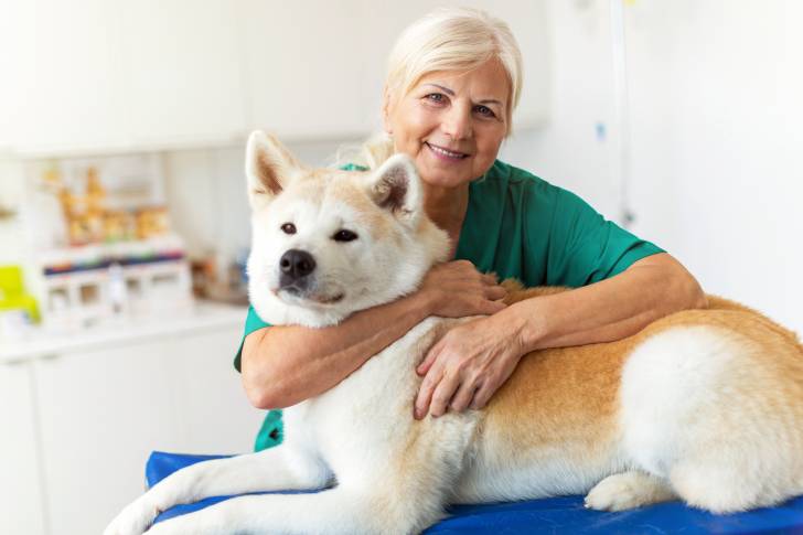 Un Shiba Inu chez le vétérinaire
