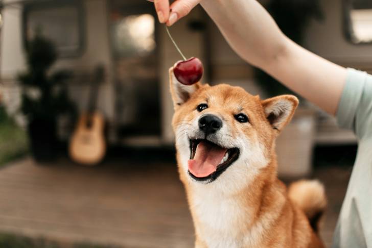 Un Shiba Inu qui s'apprête à croquer une pomme