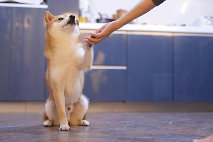 Un Shiba Inu qui donne la patte 