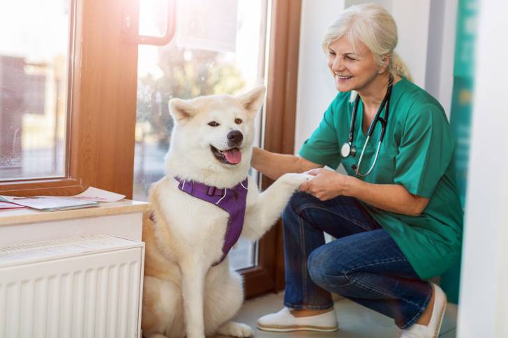 Un Shiba Inu donne la patte au vétérinaire 