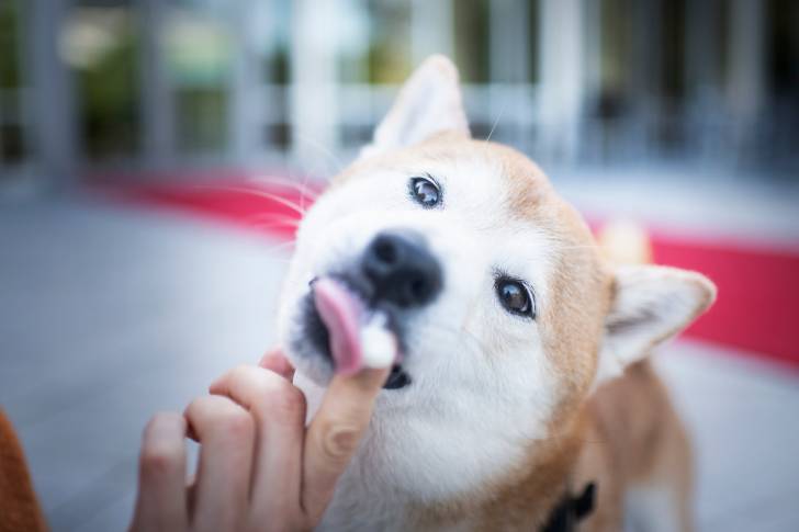 Un Shiba Inu en train de lécher la main de son propriétaire 