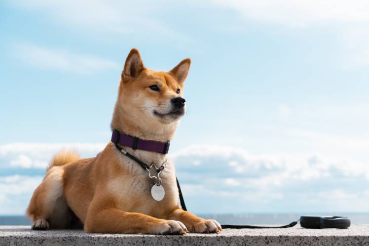 Photo Shiba Inu