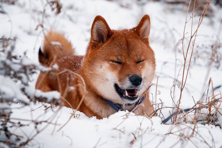 Photo Shiba Inu