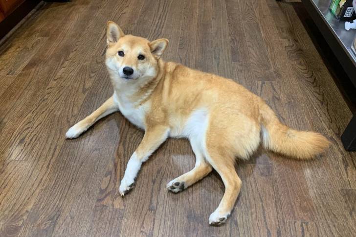 Un Shiba Inu allongé sur un plancher et semblant détendu 