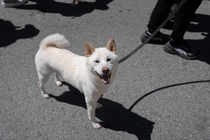 Un Shiba Inu sur une surface bitumée et qui est tenu en laisse 