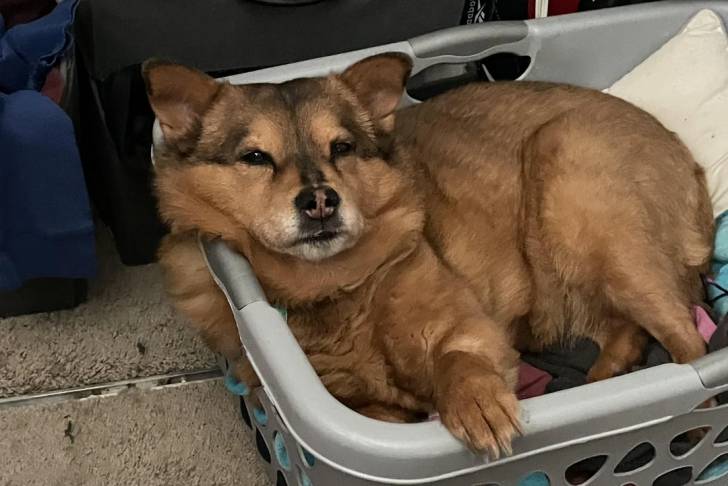 Un Shiba Inu allongé dans un panier à linge et regardant vers la caméra