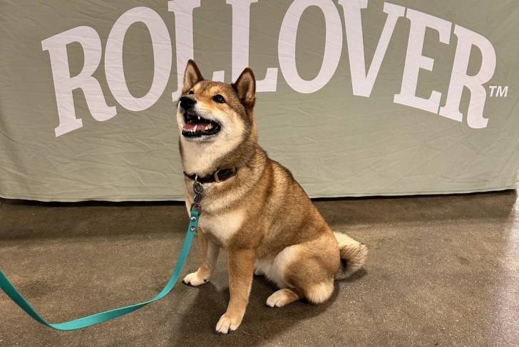 Un Shiba Inu assis et qui est tenu en laisse
