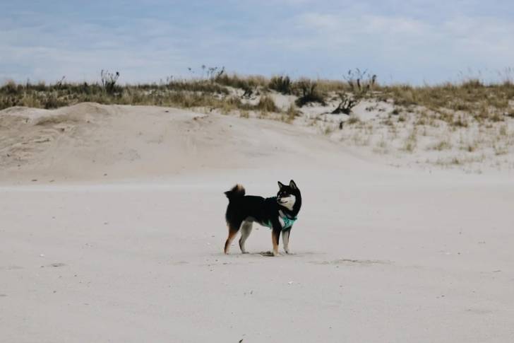 Un Shiba Inu sur une surface sableuse et portant un harnais 