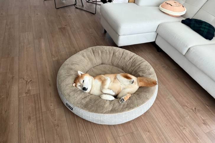 Un Shiba Inu allongé dans un panier et semblant détendu 