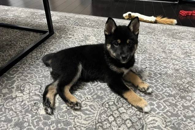 Un Shiba Inu allongé sur un tapis et regardant vers la caméra 