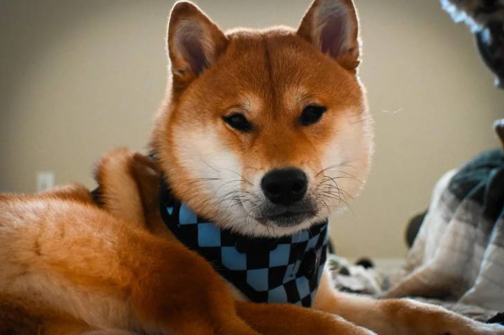 Un Shiba Inu regardant vers la caméra et portant un harnais 