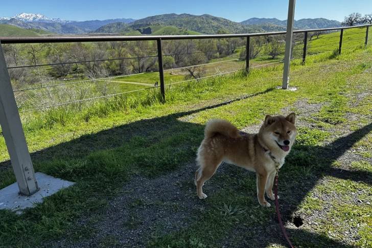 Un Shiba Inu tirant la langue et qui est tenu en laisse 