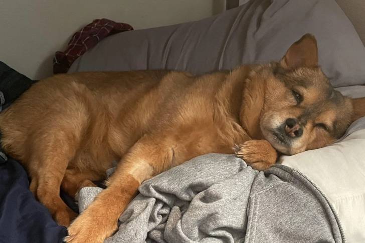 Un Shiba Inu allongé et semblant détendu