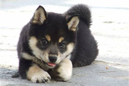 Shiba Inu - Shiba Inu Mâle (2 mois)