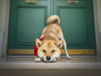 Un jeune Shiba Inu fait le clown devant la porte d'entrée