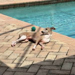 Un Italian Greyhuahua allongé devant une piscine et semblant détendu 