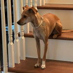 Un Italian Greyhuahua assis sur une marche d'escaliers et portant un collier autour du cou