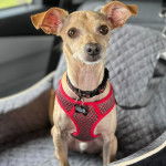 Un Italian Greyhuahua assis dans un panier et portant un harnais 