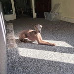 Un Italian Greyhuahua allongé sur une moquette et regardant vers la caméra 