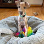 Un Italian Greyhuahua assis dans un panier et portant un collier autour du cou